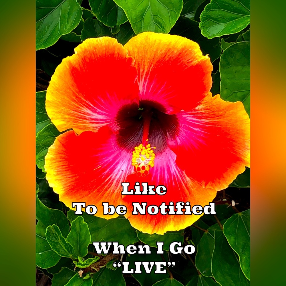 Like to be Notified about Live Shows - Picture 1 of 1